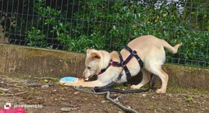 Welpenmädel AMIRA   ein Herz auf vier Pfoten  Bild 7