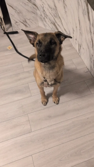 Malinois Hündin 