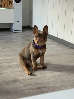 Französische Bulldoge Hündin 