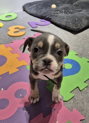 Old English Bulldog Welpen 
