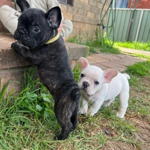 Wunderschöne französische Bulldoggenwelpen zu verkaufen 