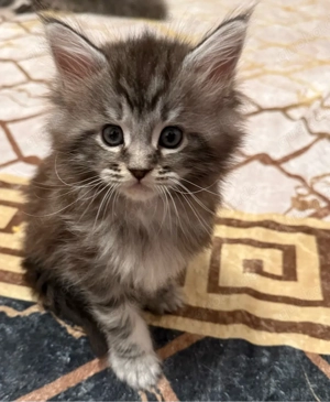 Kleine Prinzessinnen   Maine Coon     