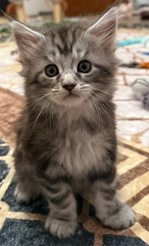 Kleine Prinzessinnen   Maine Coon     