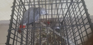 Niedliches Paar Graupapageien abzugeben  