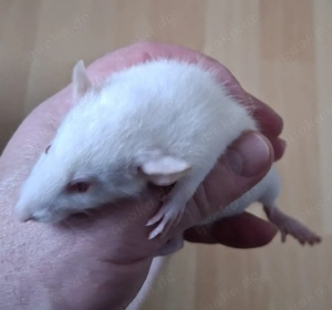 Ratten,  Farbratten ( Mädels)