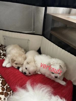 Süße Zwergspitz Welpen Bild 6