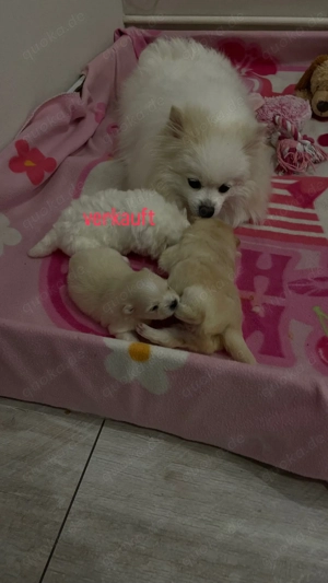 Süße Zwergspitz Welpen Bild 5