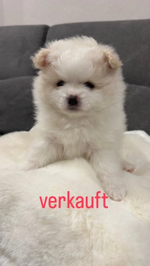 Süße Zwergspitz Welpen Bild 4