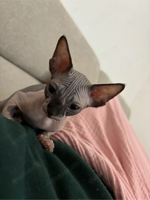 Sphynx-Katze