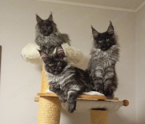 Maine Coon, diese wunderschöne Tiere sind jetzt zum Reservierung frei Bild 6
