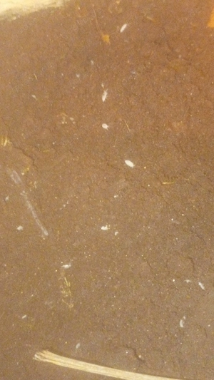 Weiße Asseln Bild 3