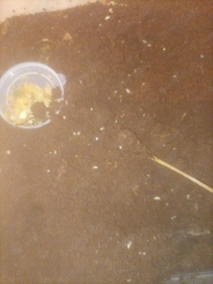 Weiße Asseln Bild 2