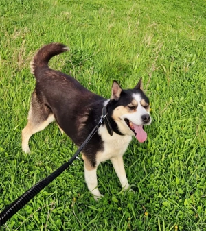 Husky Mix Hündin 6j aus Kroatien Ausreise nach Adoption Bundesweit möglich Fairy Bild 4