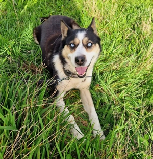 Husky Mix Hündin 6j aus Kroatien Ausreise nach Adoption Bundesweit möglich Fairy