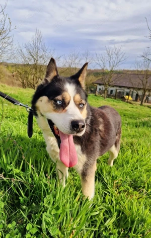 Husky Mix Hündin 6j aus Kroatien Ausreise nach Adoption Bundesweit möglich Fairy Bild 6