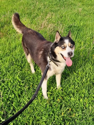 Husky Mix Hündin 6j aus Kroatien Ausreise nach Adoption Bundesweit möglich Fairy Bild 7