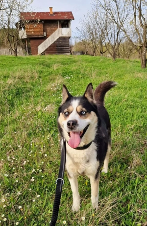 Husky Mix Hündin 6j aus Kroatien Ausreise nach Adoption Bundesweit möglich Fairy Bild 5
