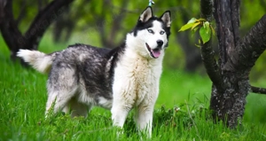 9J Husky Rüde aus Kroatien Ausreise nach Adoption Bundesweit möglich