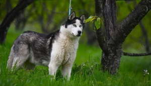 9J Husky Rüde aus Kroatien Ausreise nach Adoption Bundesweit möglich Bild 6