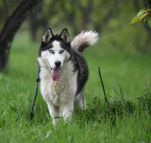 9J Husky Rüde aus Kroatien Ausreise nach Adoption Bundesweit möglich