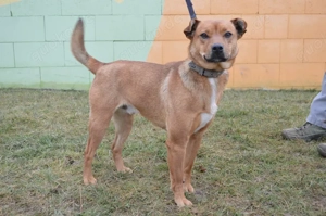 BENNO, Pinscher Mini-Labrador Mischling (kastriert) SGB 595,00   