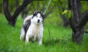 9J Husky Rüde aus Kroatien Ausreise nach Adoption Bundesweit möglich Bild 9