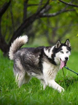 9J Husky Rüde aus Kroatien Ausreise nach Adoption Bundesweit möglich Bild 8