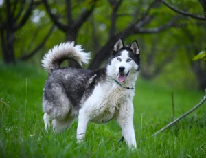 9J Husky Rüde aus Kroatien Ausreise nach Adoption Bundesweit möglich
