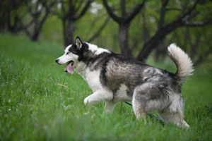 9J Husky Rüde aus Kroatien Ausreise nach Adoption Bundesweit möglich