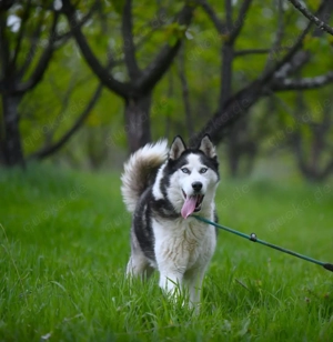9J Husky Rüde aus Kroatien Ausreise nach Adoption Bundesweit möglich Bild 7