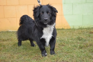 MATSI, Sheltie Cocker Spaniel Mischlingsrüde (kastriert) SGB 595,00   