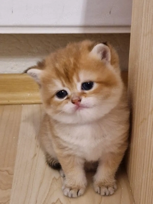 BKH BLH  Kitten Reinrassig mit Stammbaum 