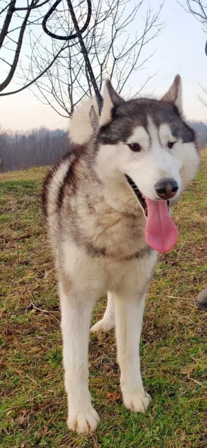9j Rotkohl Husky Rüde aus Kroatien Bundesweite Ausreise nach Adoption Bild 4