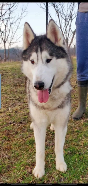 9j Rotkohl Husky Rüde aus Kroatien Bundesweite Ausreise nach Adoption Bild 8