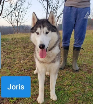 9j Rotkohl Husky Rüde aus Kroatien Bundesweite Ausreise nach Adoption Bild 7