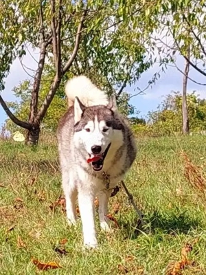 9j Rotkohl Husky Rüde aus Kroatien Bundesweite Ausreise nach Adoption Bild 6