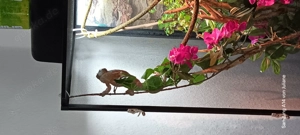 Pantherchamälion männchen 