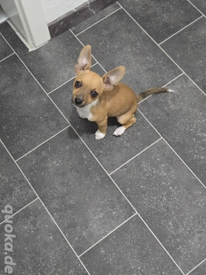 Chihuahua Prager Ratler Mix