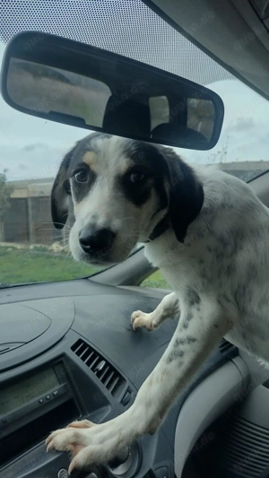 Sissi, 9 Mon., sucht ihr Zuhause Bild 3