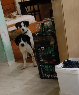 Sissi, 9 Mon., sucht ihr Zuhause Bild 4