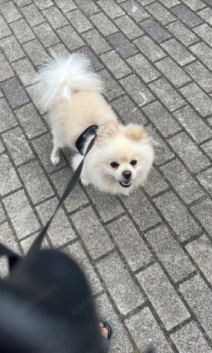 Reinrassige Pomeranian Welpen   familienfreundlich & bestens sozialisiert