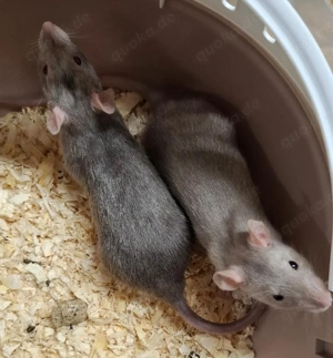 Farbratten Männchen aus liebevoller Hobbyzucht bald abzugeben! Handgewöhnt und Sozialisiert!