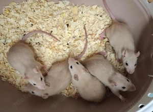 Junge Farbratten Weibchen demnächst abzugeben! Warteliste möglich!