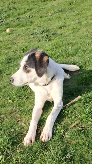 Sissi, 9 Mon., sucht ihr Zuhause Bild 2