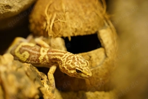 Leopardgecko (Eublepharis macularius), weiblich, NZ 2008