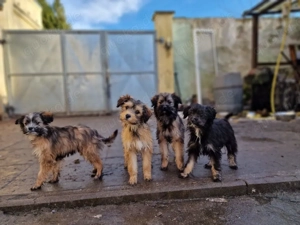 Havaneser Mix Welpen 