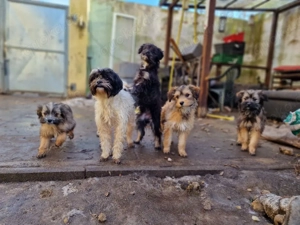 Havaneser Mix Welpen 