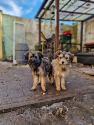 Havaneser Mix Welpen 