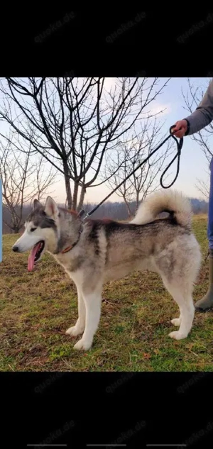 9j Rotkohl Husky Rüde aus Kroatien Bundesweite Ausreise nach Adoption Bild 9