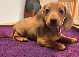 Zwergdackelwelpen 3 Hündinnen